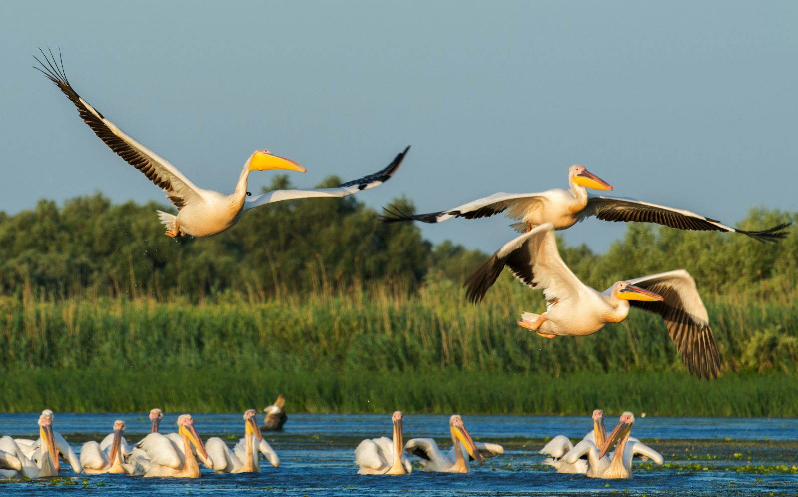 Vogels in de Donaudelta. Foto: Marian-Strinoiu