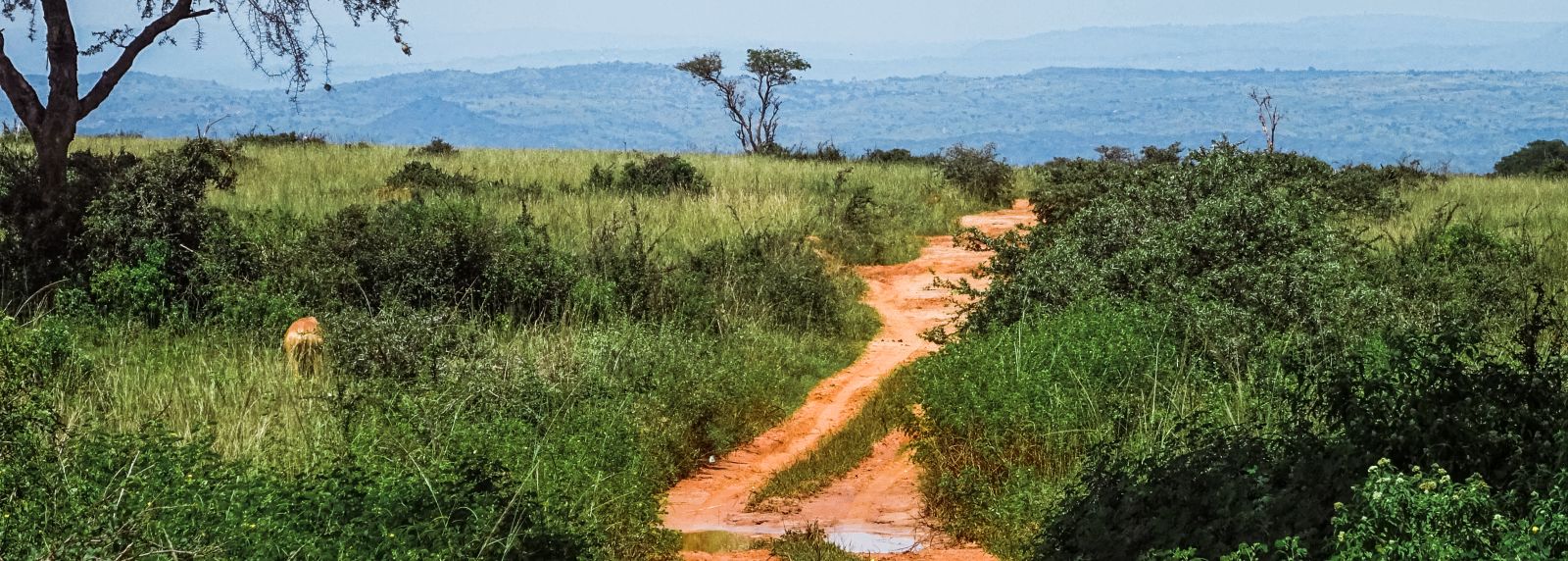 Landschap in Oeganda