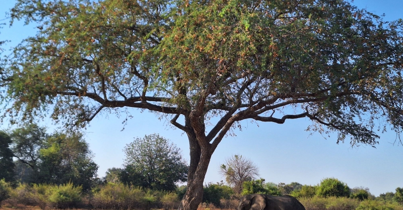 Woensdag 26 juli. Een olifant onder een prachtige boom in het net ontwakende safaripark.