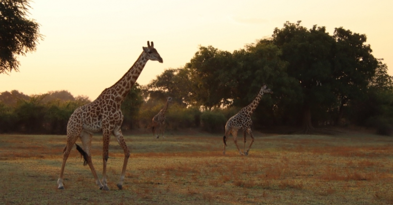 Giraffen vlak langs de jeep