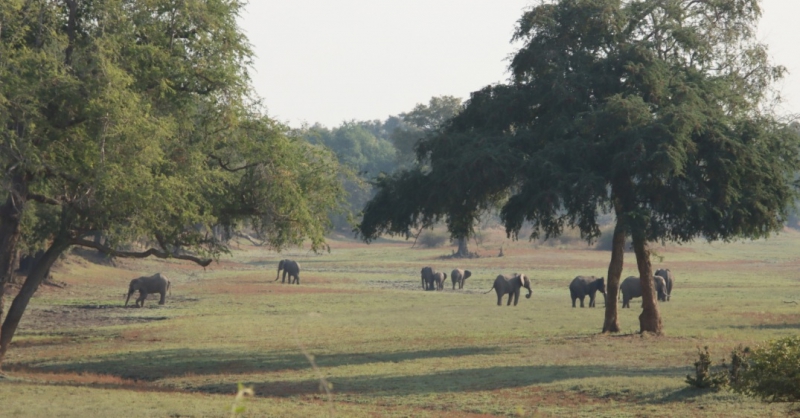 Kudde olifanten op een afstandje 