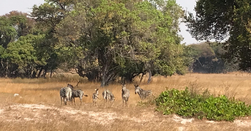 Zebra's in Noah's Arc