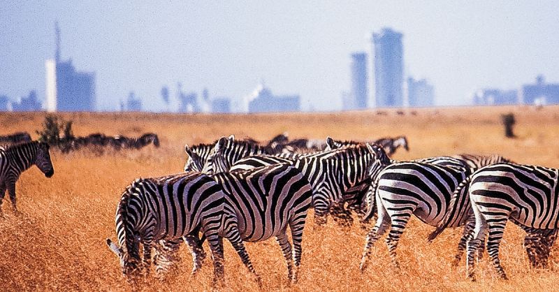 Nairobi National Park (archiefbeeld)