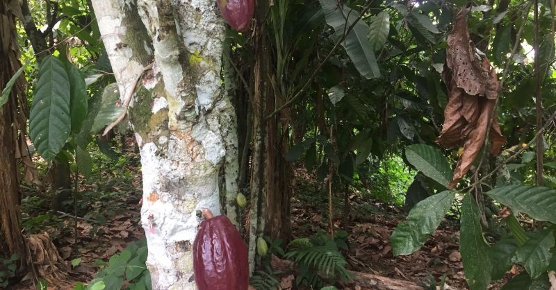 Zo groeit cacao
