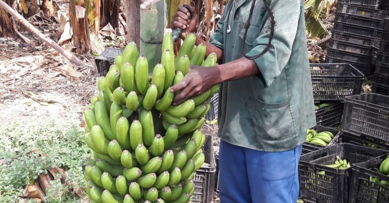 De bananen worden van de boom gesneden