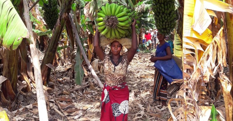 Zo worden de bananen in Zambia van de farm gehaald