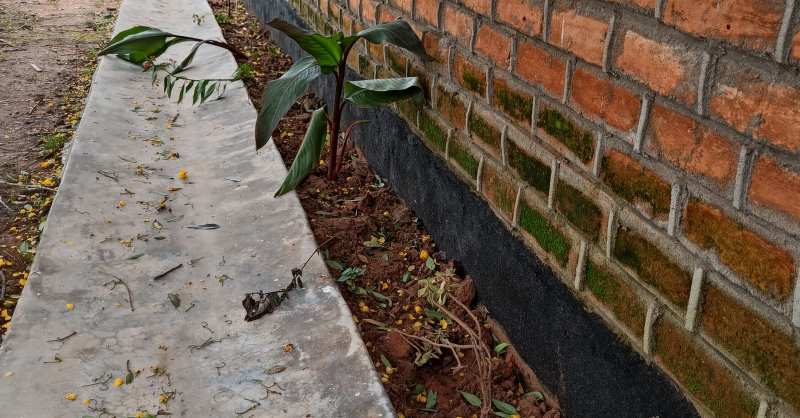 Plantjes maken de school nog mooier