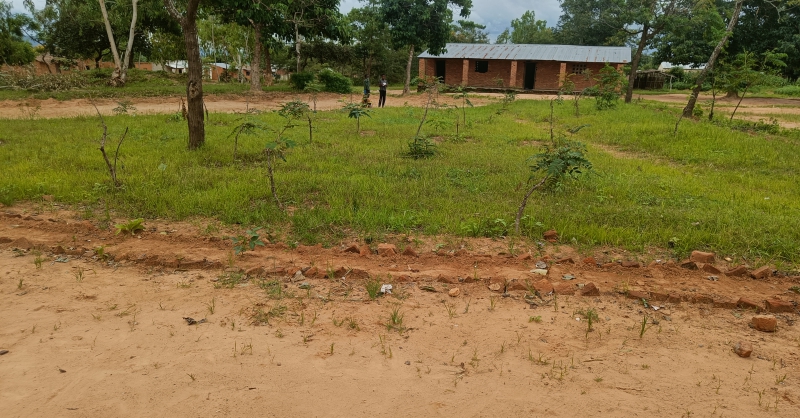 Het schoolterrein met op de voorgrond net geplante bomen
