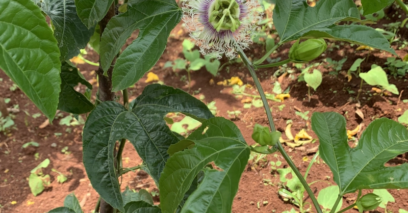 Passiflora
