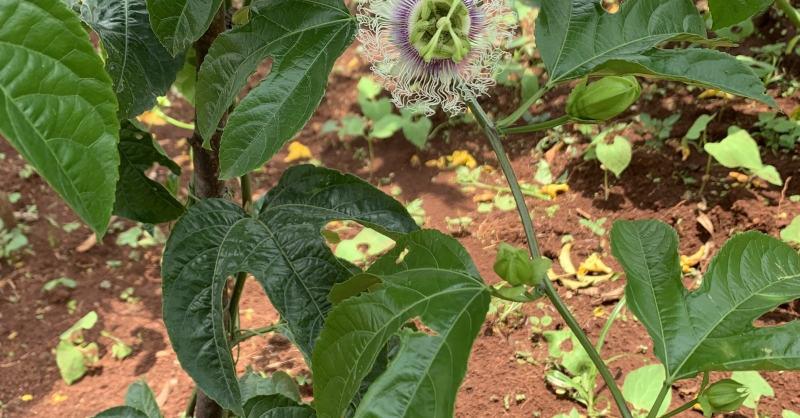 Passiflora