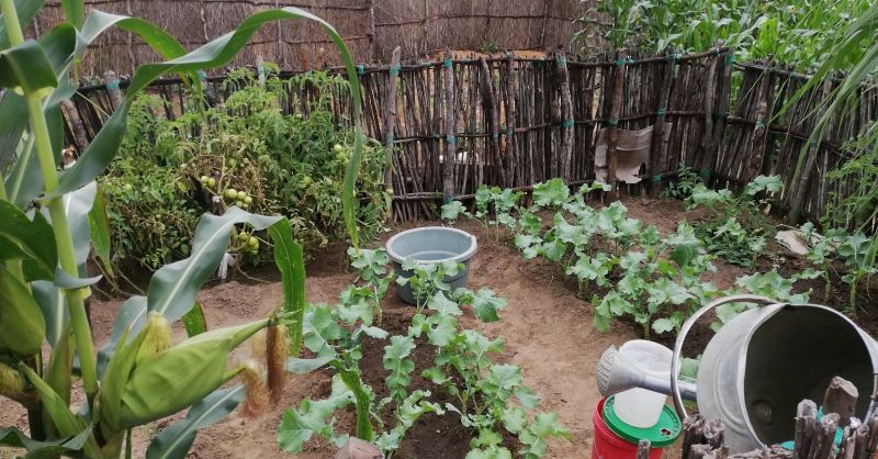 Moestuin bij lerarenwoning