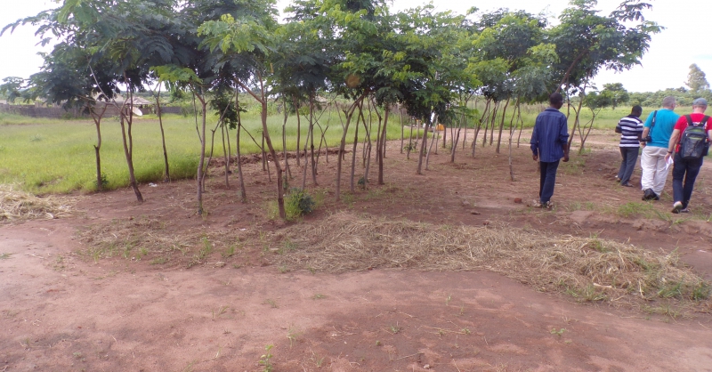 Bomenplant project