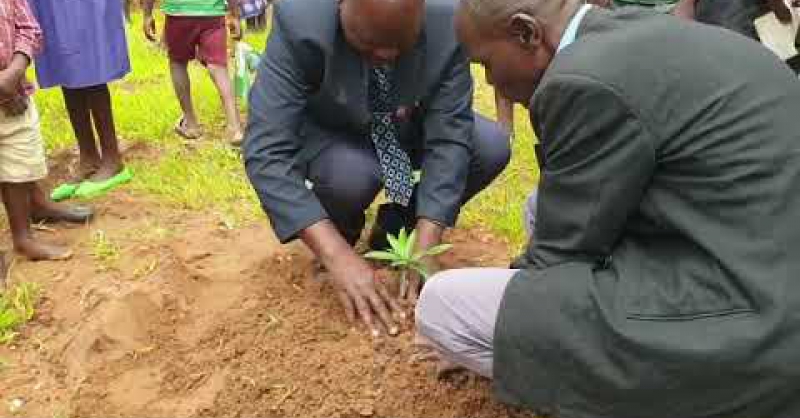 Bomen planten in Kamatimba