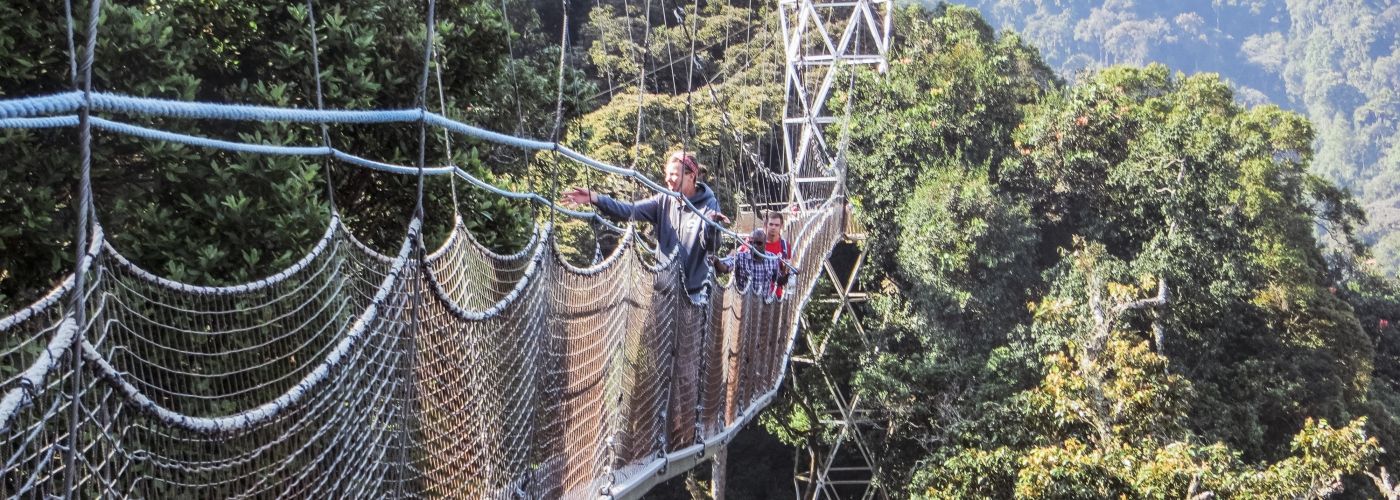 Boven de boomtoppen van de jungle