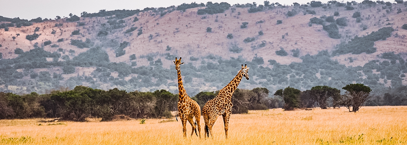 Op Safari