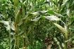 Opbrengst van de nieuwe manier van mais verbouwen